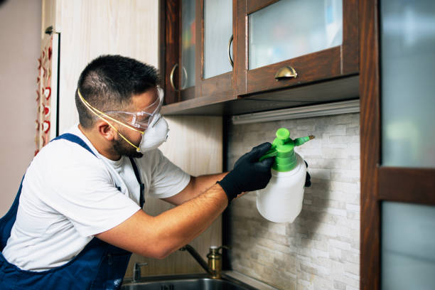 Best Termite Control Services  in Wagon Wheel, AZ