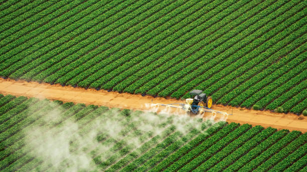 Best Local Pest Control Services  in Wagon Wheel, AZ