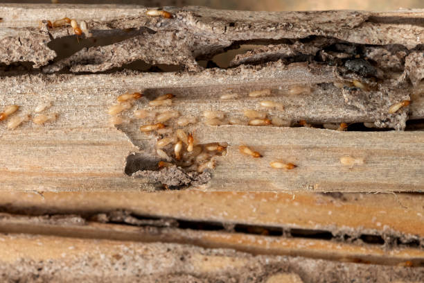 Best Emergency Pest Control  in Wagon Wheel, AZ