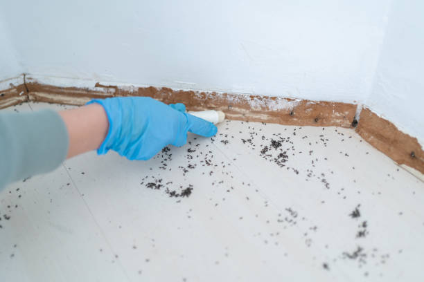 Best Commercial Pest Control Services  in Wagon Wheel, AZ