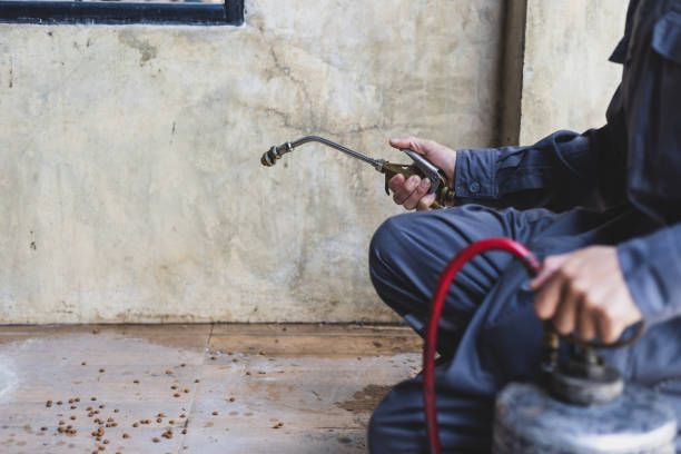 Best Flea Control Services  in Wagon Wheel, AZ